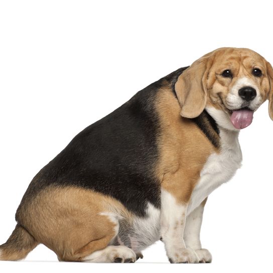 Kutya, emlős, gerinces, kutyafajta, Canidae, húsevő, Beagle, Hound, túlsúlyos Beagle ül fehér háttér előtt&lt;&lt;&lt;&lt;