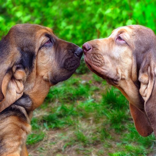 Két kutya csókolózik, véreb, véreb, vadászkutya fajta, barna kutya lógó fülekkel