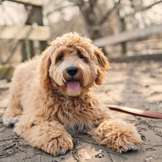tan labradoodle Kutya, Emlős, Gerinces, Canidae, Kutya fajta, húsevő, Goldendoodle-hoz hasonló fajta, Cockapoo-hoz hasonló kutya, uszkár keresztezés, sportos csoport, Labrador korcs allergiásoknak, hipoallergén fajta, barna labrador, barna labrador