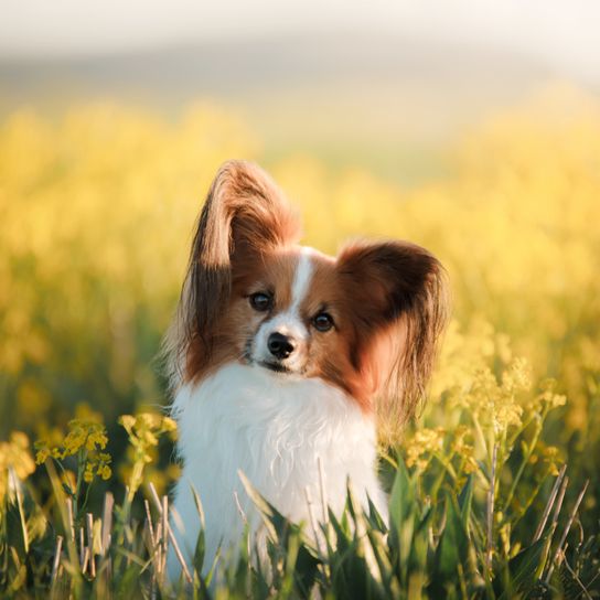 kis fehér-barna kutya, szúrós fülekkel és szőrrel a fülén, hasonlóan a Kooikerhez, intelligens kutyafajta, amely nagyon kicsi és terápiás kutya célokra, valamint Agilityre szolgál.