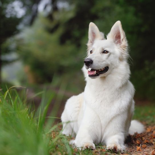 fehér pásztorkutya Svájcból fekszik egy erdőben, kutya nagy álló fülekkel és hosszú pofával és hosszú fehér szőrrel, nagyon szép kutyafajta, nagy kutya