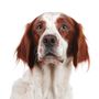 Dog,Mammal,Vertebrate,Canidae,Dog breed,Carnivore,Irish red and white setter,French spaniel,Brittany,Sporting Group,