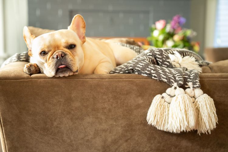 French Bulldog Sleeps Dog, Canidae, Light French Bulldog Sleeps, Dog Breed, Bulldog, Companion Dog, Fawn, Toy Bulldog, Snout, Carnivore,