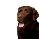 brown Labrador Dog,Vertebrate,Dog breed,Canidae,Labrador retriever,Mammal,Retriever,Sporting Group,Carnivore,Snout,