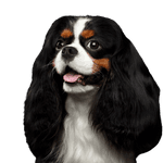 Chien, Vertébré, Canidé, Mammifère, Race de chien, Épagneul Cavalier King Charles, Épagneul King Charles, Carnivore, Chien de compagnie, Épagneul, Petit chien tricolore