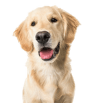 Description de la race Golden Retriever