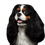 Cavalier King Charles spániel Kutya, Gerincesek, Canidae, Emlősök, Kutya fajta, Cavalier King Charles Spaniel, King Charles Spaniel, húsevő, Társas kutya, spániel, kis háromszínű kutya