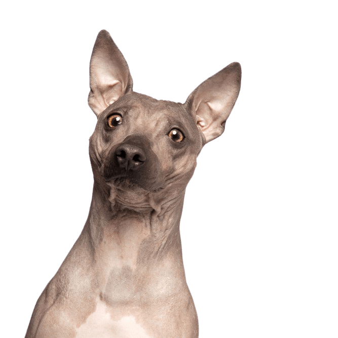 American Hairless Terrier Rassebeschreibung, Rassebeschreibung, Temperament, haarlose Rasse, Hundehaarallergiker Hund, Allergikerhund, Hypoallergische Rasse