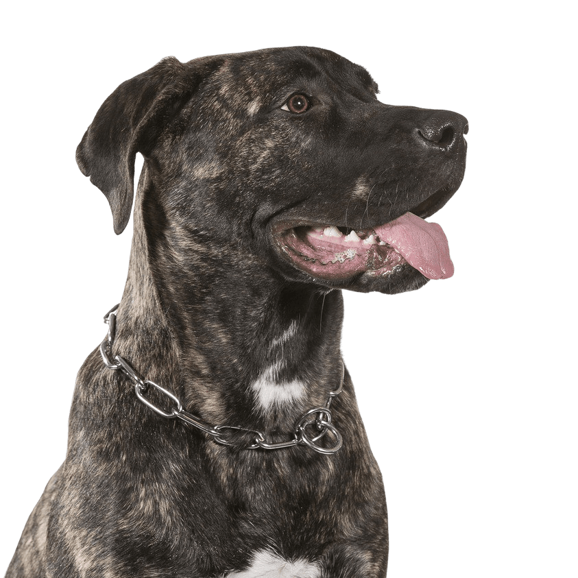 Kanarische Dogge, Dogo Canario Hund