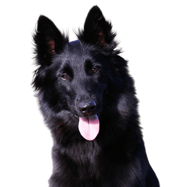 Groenendael Temperament, schwarzer belgischer Schäferhund Rassebeschreibung