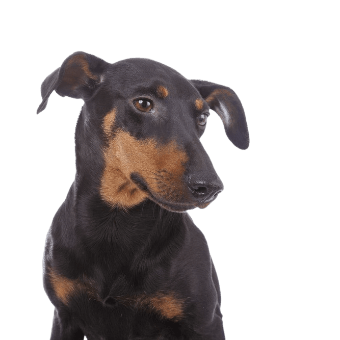 Temperament eines Manchester Terrier, kleiner Hund mit viel Temperament, Rassebeschreibung Manchester Terrier, Mini Dobermann, Kippohren beim Hund
