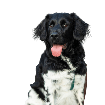 Stabyhoun Rassebeschreibung, großer schwarz weißer Hund aus Holland, Hund ähnlich Border Collie