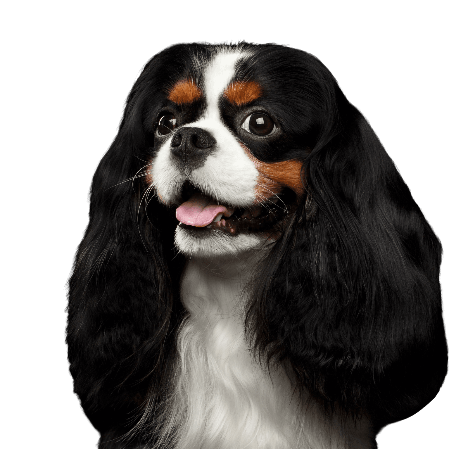 Dog,Vertebrate,Canidae,Mammal,Dog breed,Cavalier king charles spaniel,King charles spaniel,Carnivore,Companion dog,Spaniel,