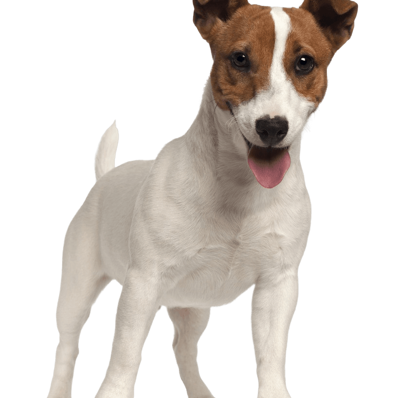 Jack Russell Terrier breed description