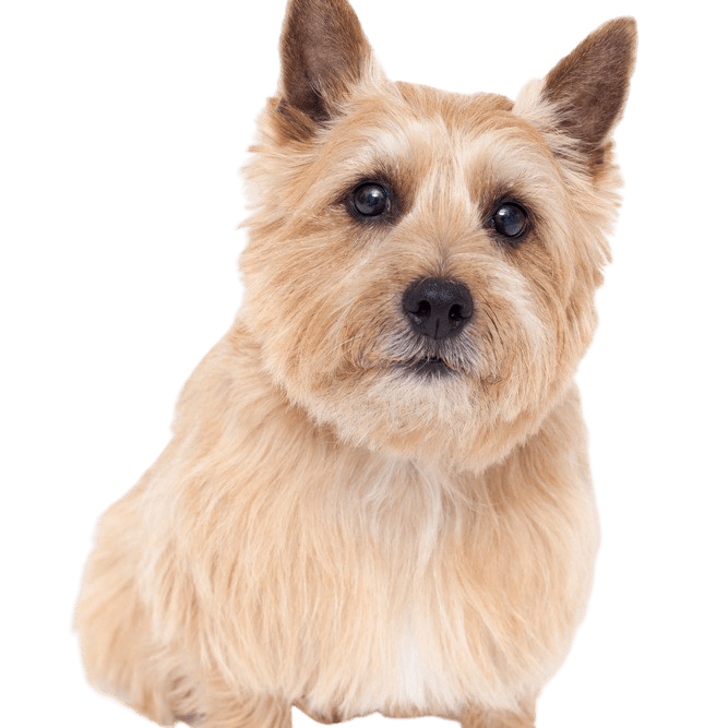 Breed description of Norwich Terrier which looks very similar to Norfolk Terrier, dog with prick ears, temperament Norwich Terrier dog, dog breed small and brown, small brown dog, dog breed from Great Britain