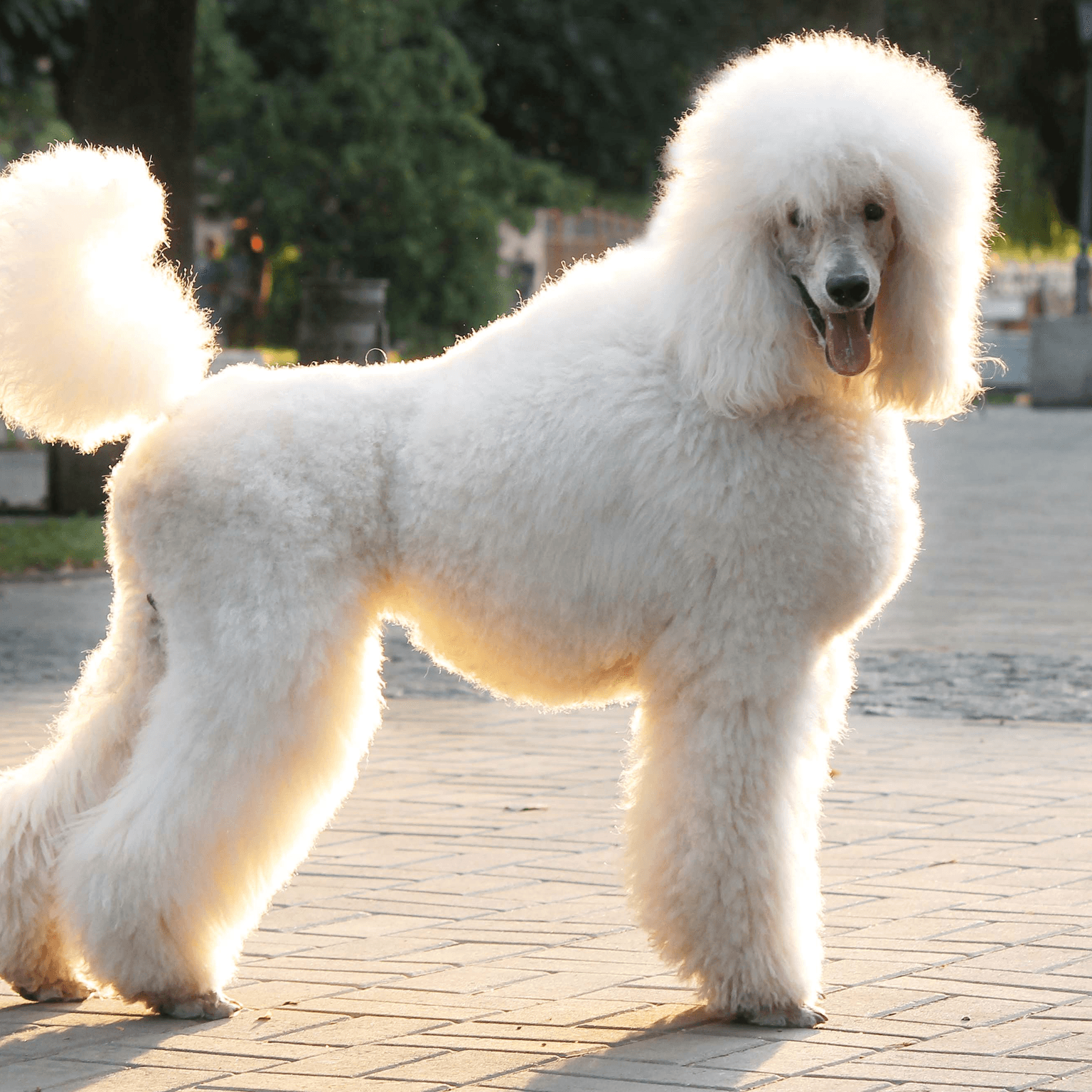 Poodle breed description