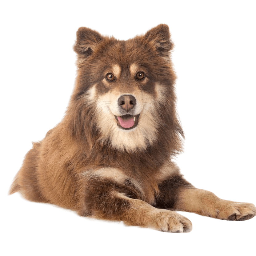 Descripción de la raza Lapphund finlandés, temperamento de un perro finlandés de Laponia