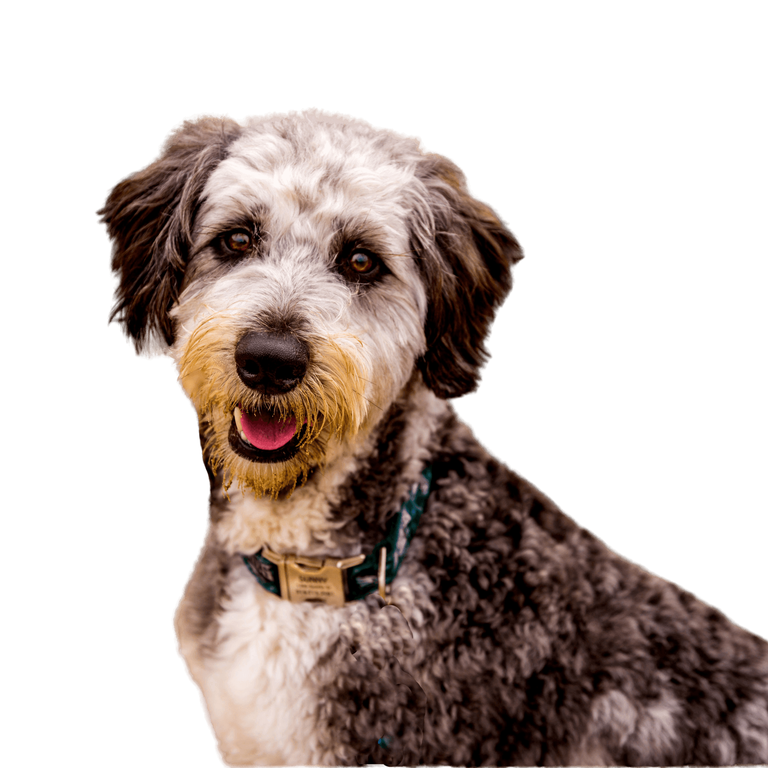 Foto de perfil de un perro Aussiedoodle