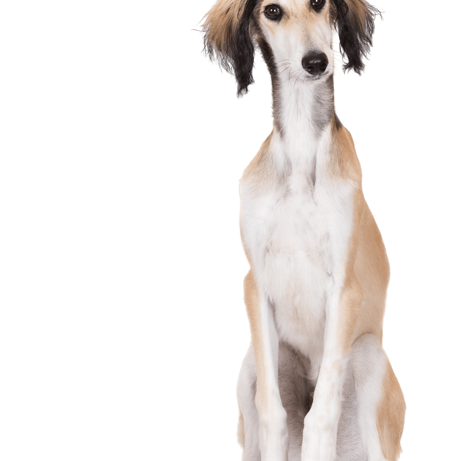 Descripción de la raza Saluki