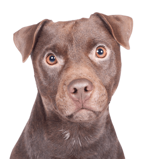Descripción de la raza Patterdale Terrier, perro mediano marrón