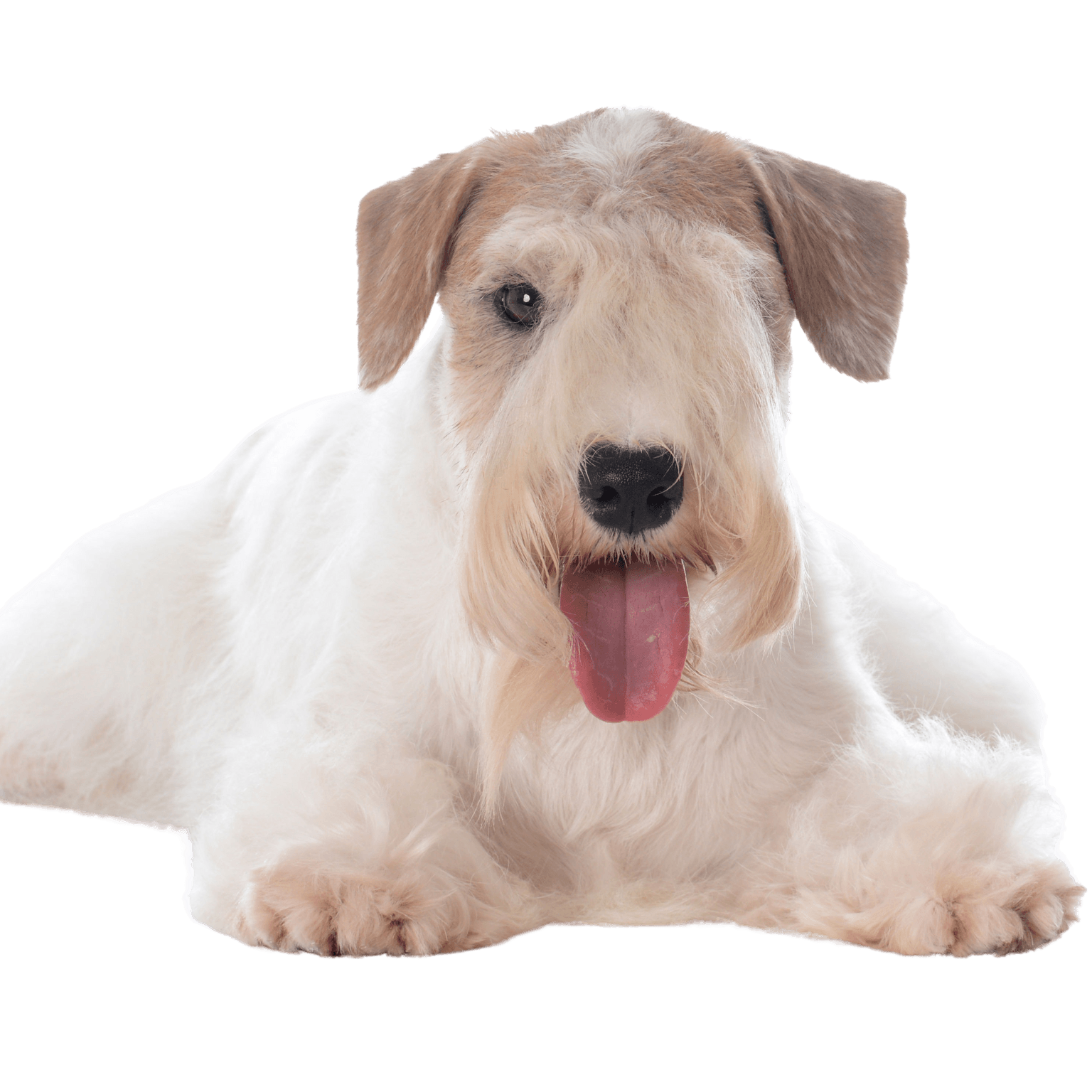 Description de la race Sealyham Terrier, chien de ville, petit chien débutant blanc au pelage ondulé, oreilles en triangle, chien avec beaucoup de poils sur le museau, chien de famille, race de chien du Pays de Galles, race de chien d'Angleterre, race de chien britannique