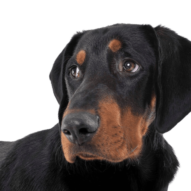 description de la race erdelyi-kopo, chien de race hongroise, chien de Hongrie, grand chien brun noir similaire au Doberman, chien de Transylvanie