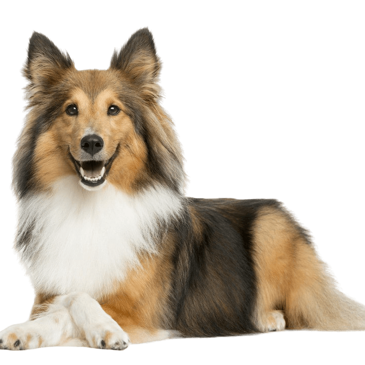 Description de la race du chien de berger des Shetland Sheltie