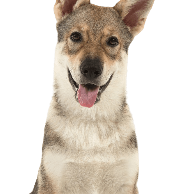 Description de la race du chien-loup de Tamasquie