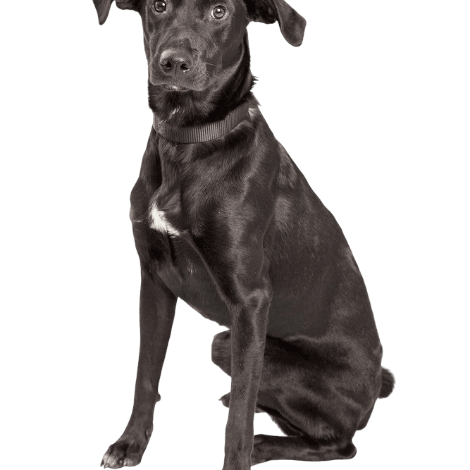 Photo de profil d'Aussiedor Chien Aussiedor