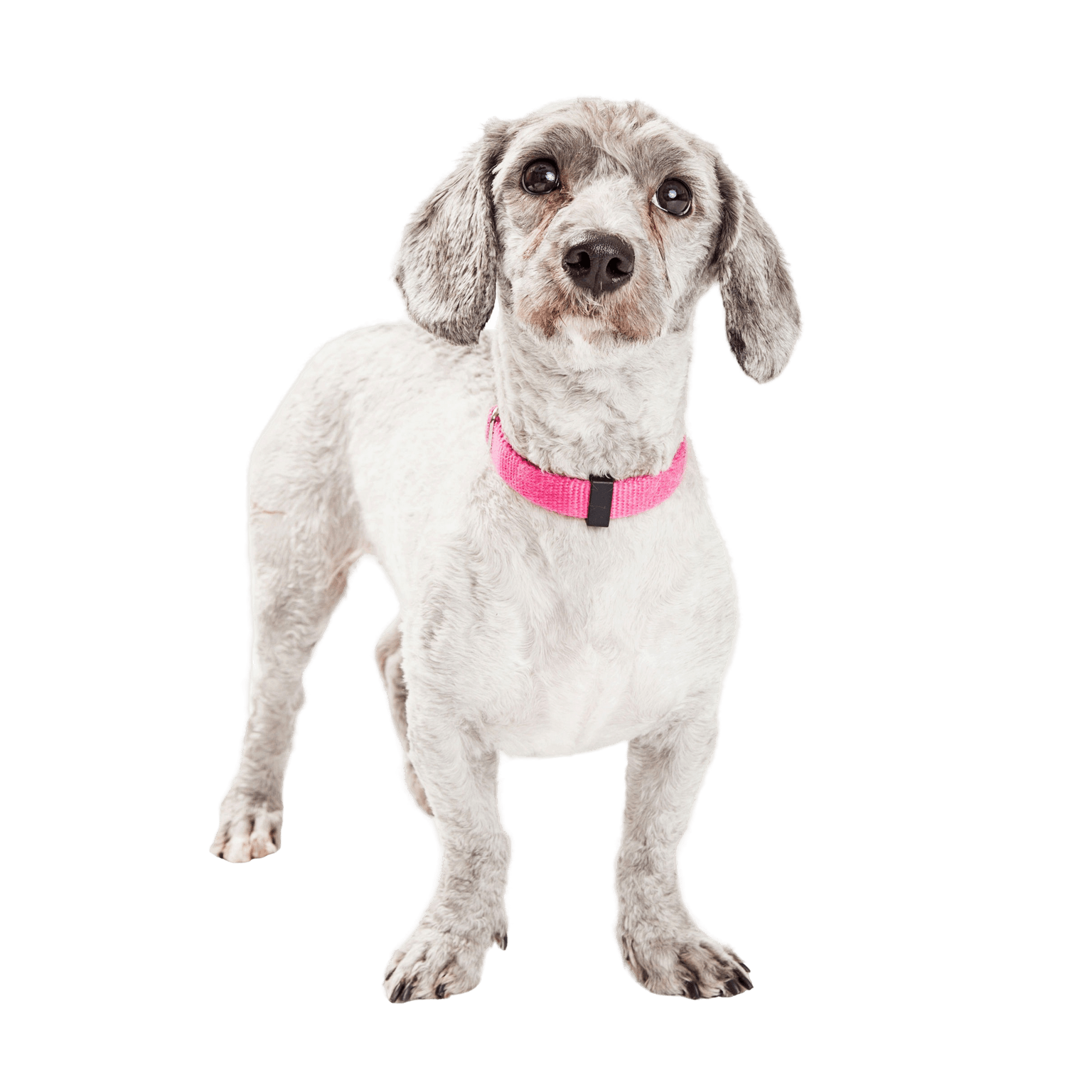 Doxiepoo kutya egy keresztezés egy uszkár és egy tacskó vagy tacskó között.