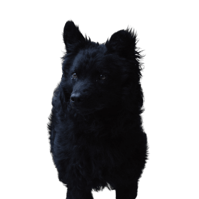 fekete kutyafajta, horvát pásztorkutya, Hrvatski ovčar, horvát pásztorkutya, juhászkutya, horvátországi kutya, pulihoz hasonló kutya, spitzhez hasonló kutya, fekete kutya, közepes termetű kutya, pásztorkutya, állófülű kutya