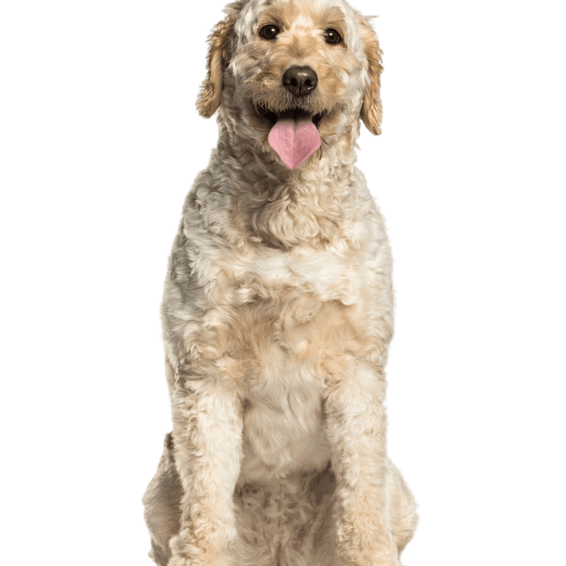 Labradoodle profilkép Labradoodle fajta leírása