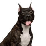 Hund, Säugetier, Wirbeltier, Hunderasse, Canidae, Fleischfresser, amerikanischer Staffordshire-Terrier, amerikanischer Pitbull-Terrier, Stier und Terrier, Schnauze,