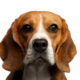 Beagle Kopf Hund, Säugetier, Wirbeltier, Hunderasse, Canidae, Beagle, Beagle-Harrier, Fleischfresser, brauner Hund, Schlappohren