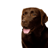 brauner Labrador Hund, Wirbeltier, Hunderasse, Canidae, Labrador Retriever, Säugetier, Retriever, Sporting Group, Fleischfresser, Schnauze, brauner Labrador, großer brauner Hund