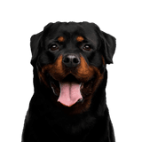 Hund, Säugetier, Wirbeltier, Canidae, Hunderasse, Rottweiler, Fleischfresser, Schnauze, Molosser, Arbeitshund, großer schwarzer Hund, Kampfhund, Listenhund