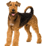 Airedale Terrier dog