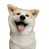 Akita Inu Dog,Mammal,Vertebrate,Canidae,Dog breed,Carnivore,Akita,Akita inu,Shiba inu,Nose,
