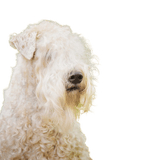 Breed description Irish Soft Coated Wheaten Terrier Breed description Irish Soft Coated Wheaten Terrier
