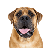 Bullmastiff profile picture Bullmastiff, English Mastiff Dog