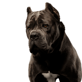 Cane Corso with cropped ears Dog,Mammal,Vertebrate,Canidae,Dog breed,Cane corso,Carnivore,Snout,Molosser,Olde english bulldogge,