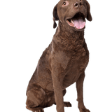 Chesapeake Bay Retriever Temperament and Breed Description
