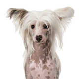 Chinese Crested Dog breed description Chinese Crested Dog or Naked Dog Breed Description