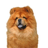 ChowChow chowchow dog