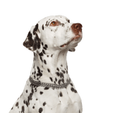 Dog,Vertebrate,Canidae,Mammal,Dalmatian,Dog breed,Carnivore,Old danish pointer,Sporting Group,Non-Sporting Group,