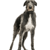 Deerhound breed description Scottish Deerhound, big dog with rough coat, grey big dog, greyhound