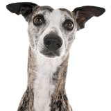 Greyhound profile picture Greyhound breed description