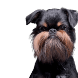 Mind of the Griffon Bruxellois, Brussels Griffon, city dog, Mind of the Griffon, dog for seniors, dog suitable for the city, small dog breed black tan