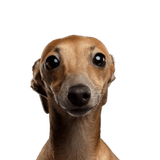 Italian Greyhound Dog,Mammal,Vertebrate,Dog breed,Canidae,Carnivore,Snout,Head,Italian greyhound,Whippet,