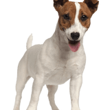 Jack Russell Terrier breed description